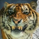 Владимир Игоревич Макаренко